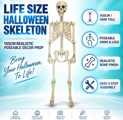 165cm Poseable Skeleton Halloween Decoration | Minja Superstore