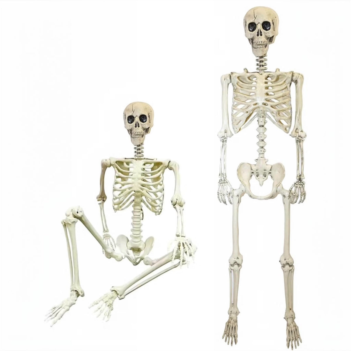 165cm Poseable Skeleton Halloween Decoration | Minja Superstore