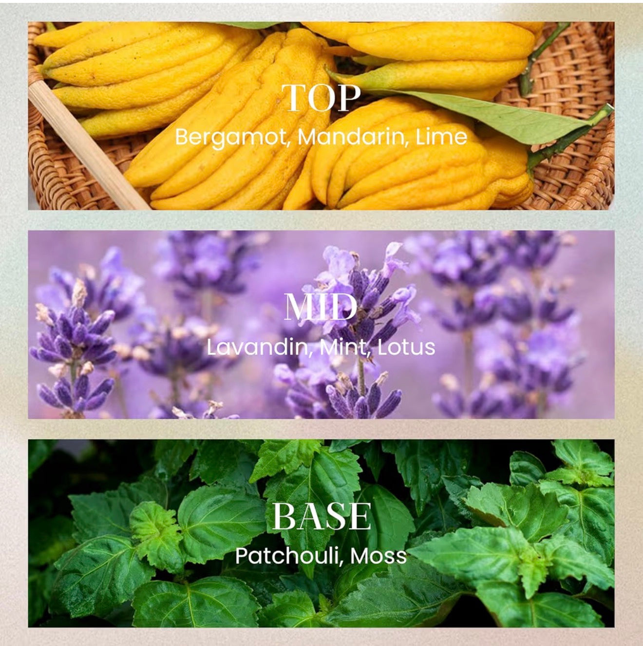 M&SENSE Lime Basil Reed Diffuser