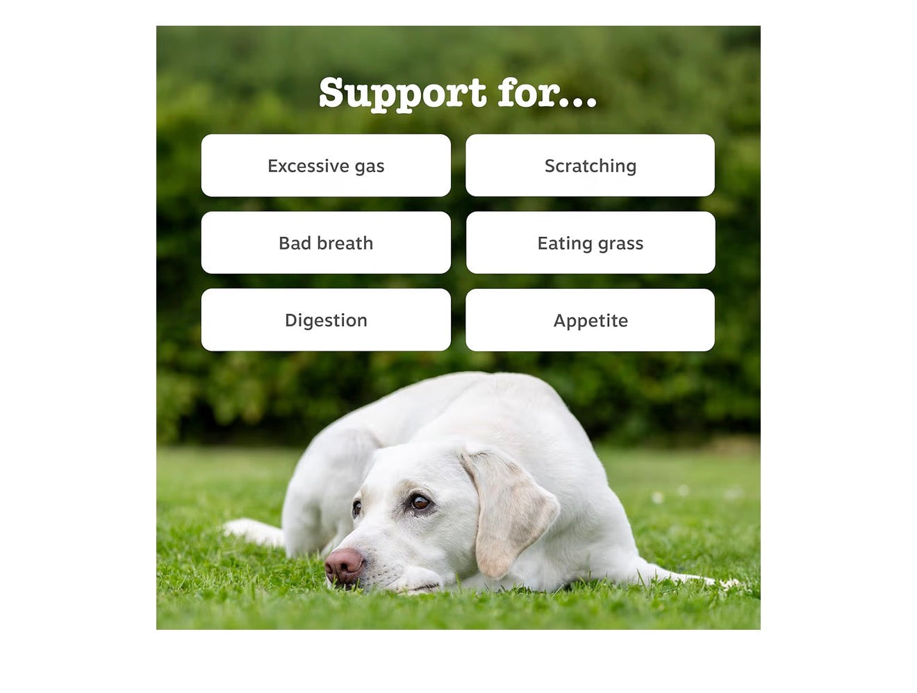 Zesty Paws Probiotic Chews for Dogs 90 Chews