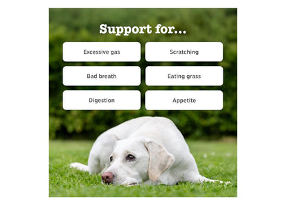 Zesty Paws Probiotic Chews for Dogs 90 Chews