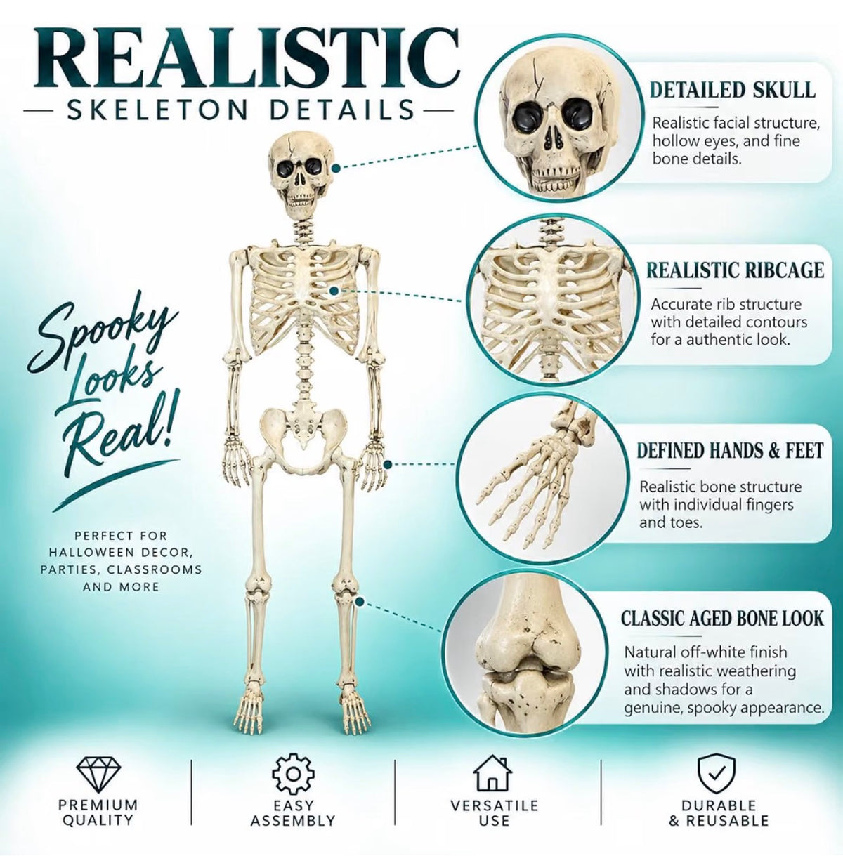 165cm Poseable Skeleton Halloween Decoration | Minja Superstore