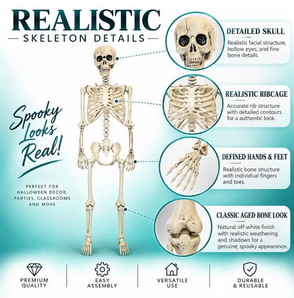 165cm Poseable Skeleton Halloween Decoration | Minja Superstore